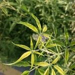 Vitex negundo Levél