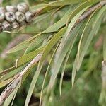 Melaleuca rugulosa Leaf