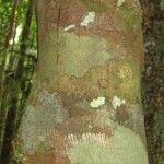 Abarema jupunba Ŝelo