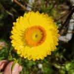 Xerochrysum bracteatumКветка