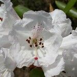 Rhododendron campanulatum Blodyn