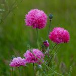 Papaver somniferumÇiçek