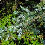 Juniperus squamata Hostoa