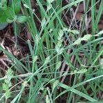 Carex canescens 果實