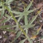 Galatella sedifolia Leaf