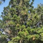 Araucaria cunninghamii Habit