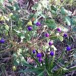 Dianella caerulea Fruto