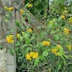 Borrichia frutescens Hábitos