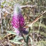 Trifolium purpureum Цветок