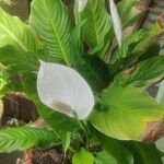 Spathiphyllum wallisii Flower