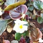 Begonia cucullata Blomma