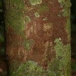 Aniba parviflora Кора