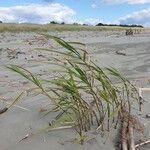 Phragmites karka Habit