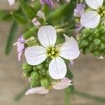 Cakile maritima Blüte