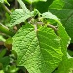 Physalis peruviana Blad