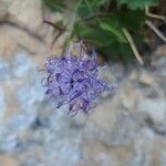 Phyteuma charmelii Kvet