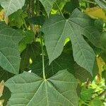 Cnidoscolus aconitifolius Blatt