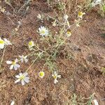 Anthemis cotulaKukka