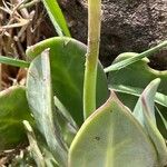Kleinia abyssinica পাতা