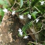 Angraecum distichum Floare