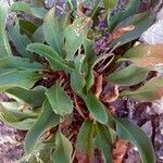 Limonium vulgare Blad