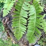 Polystichum acrostichoides ഇല