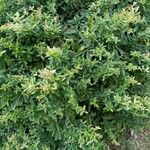 Pyracantha koidzumii Blatt