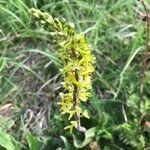 Neottia ovata Flower