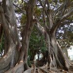 Ficus macrophylla Bark