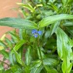 Commelina diffusaFiore