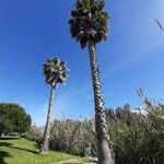 Washingtonia filifera عادت داشتن