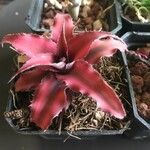 Cryptanthus bivittatus Blad