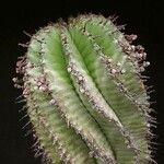 Euphorbia polygona Leaf