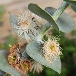 Eucalyptus pulverulenta Blomst