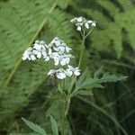 Achillea macrophylla Flower