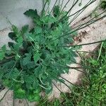 Papaver atlanticum পাতা