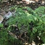 Asplenium bulbiferum Blad