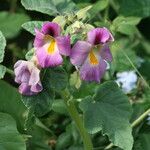 Proboscidea triloba Flower