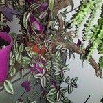 Tradescantia zebrina Облик