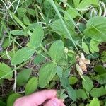 Lathyrus ochroleucus Hoja