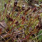 Juncus duthiei Habitat