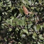 Ceanothus crassifolius Агульны выгляд