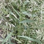 Eragrostis minor Jani