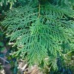 Thuja plicataLeaf