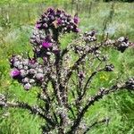 Cirsium palustreFlor