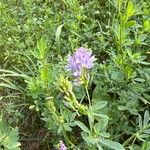 Medicago sativaFlower