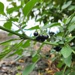 Solanum nigrum Hedelmä