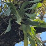 Aeranthes arachnites Leaf