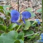 Viola suavis Flower