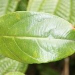 Mussaenda arcuata Leaf